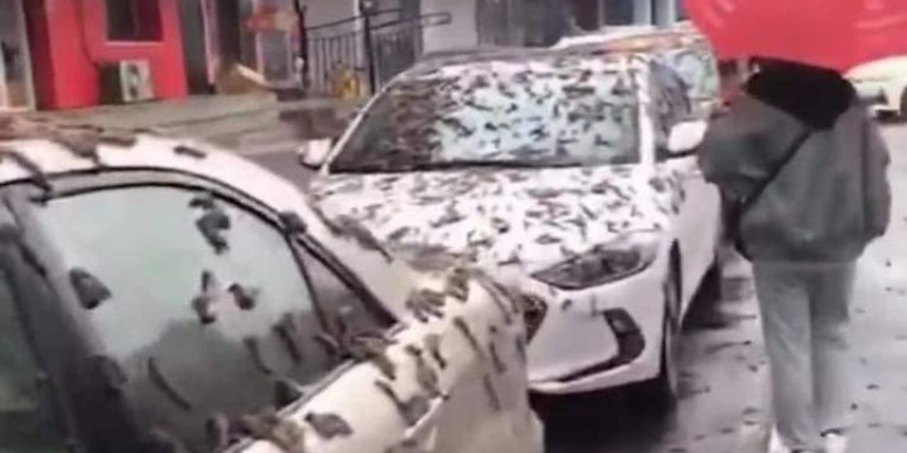 Video: Misteriosa “lluvia de gusanos” en China aterra a usuarios | El Imparcial de Oaxaca