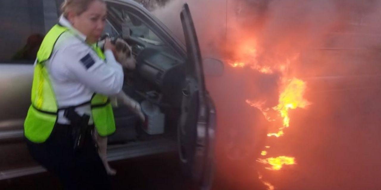 Policía de tránsito salva a un perrito que estaba en un auto en llamas | El Imparcial de Oaxaca