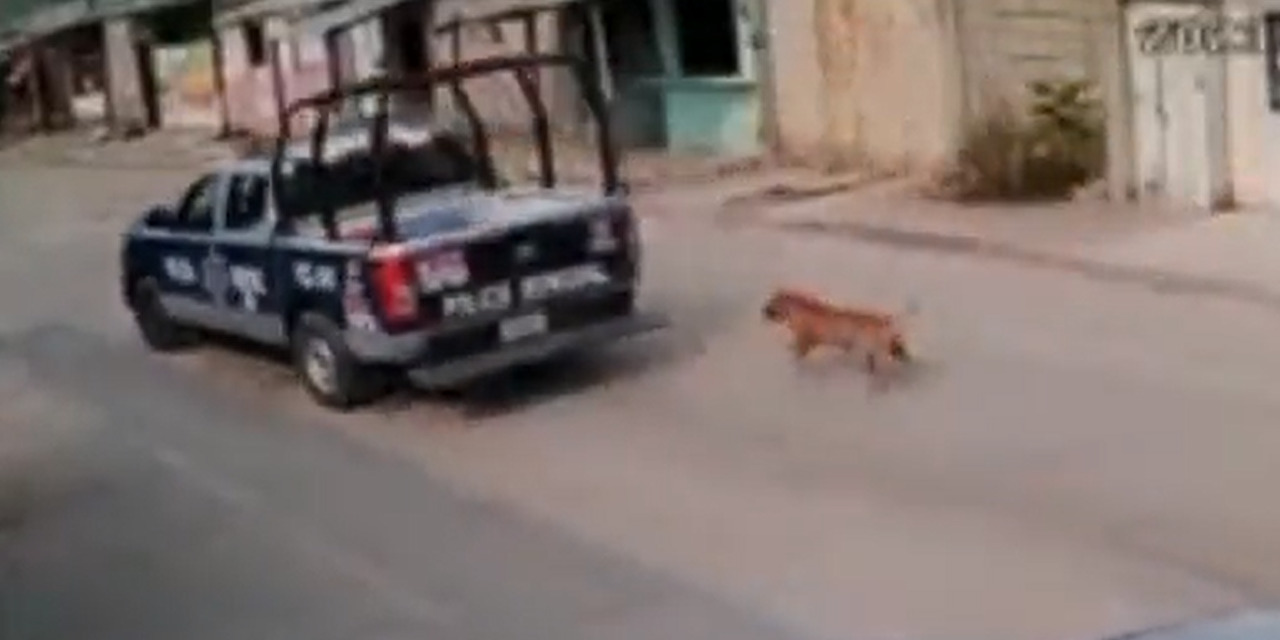 Policías chiapanecos jalaban a un perro con la patrulla | El Imparcial de Oaxaca