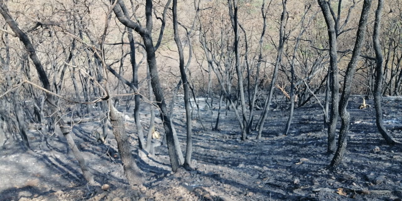 Foto: UACO / Así quedaron varias hectáreas de bosque tras el incendio.