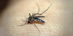 Foto: Internet / Aumentan casos de paludismo en la entidad.
