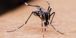 Foto: internet / El dengue se transmite por la picadura del mosquito Aedes Aegypti.
