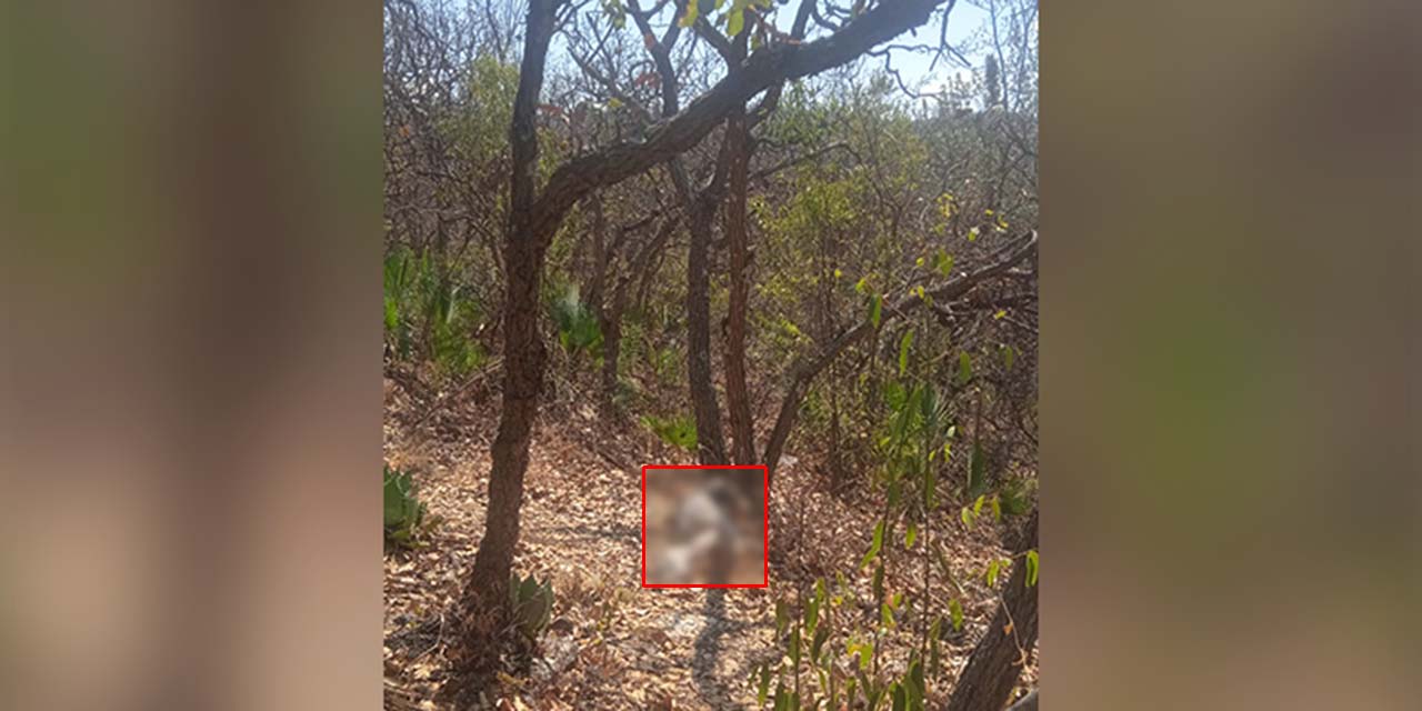 Encuentran a hombre sin vida en cerro La Culebra de San Marcos Arteaga | El Imparcial de Oaxaca