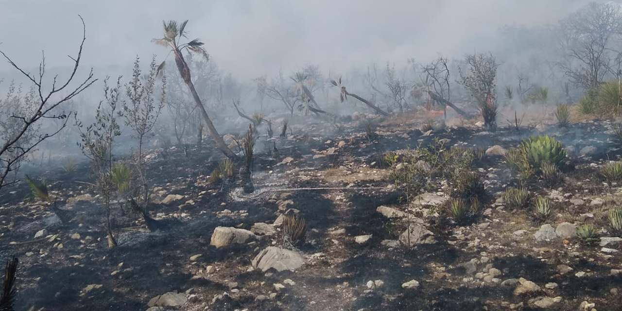 Incendio forestal  arrasa pastizales  y arbustos | El Imparcial de Oaxaca