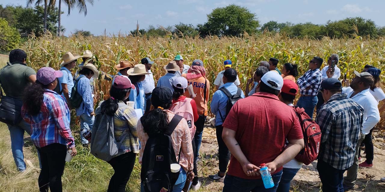 Realizan en Juchitán demostración agrícola | El Imparcial de Oaxaca
