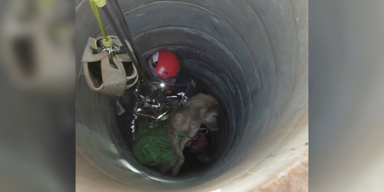 Cuerpo de Bomberos rescata a un perro de un pozo | El Imparcial de Oaxaca