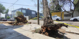 Fotos: Adrián Gaytán / Infraestructura urbana y luminarias afectadas por desplome de los gigantes.
