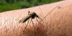 Mosquito transmisor de dengue y chikungunya