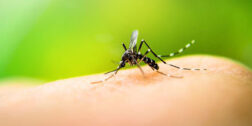 Los casos de dengue se siguen acumulando en Oaxaca; notifican seis en la última semana.
