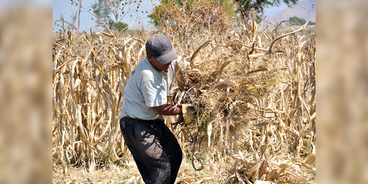 Foto: Adrián Gaytán / Se pierden los cultivos ante la sequía que golpea al campo oaxaqueño.