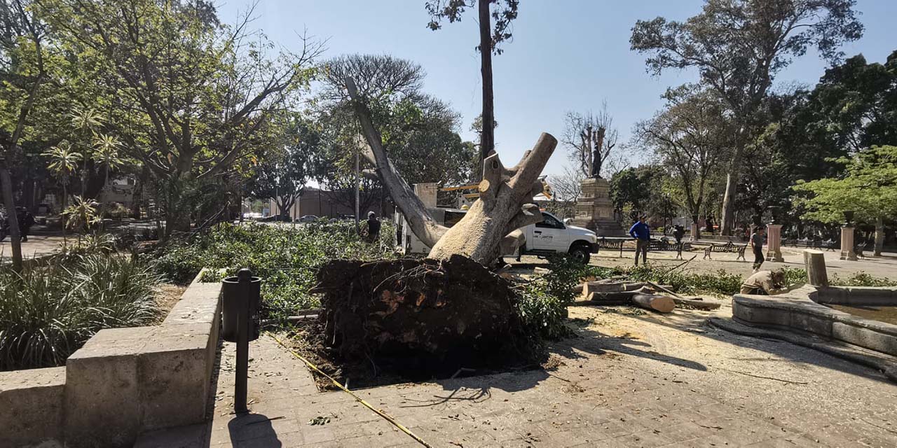 Laurel de casi 100 años, entre los nueve árboles que perecieron tras la tormenta y granizada | El Imparcial de Oaxaca