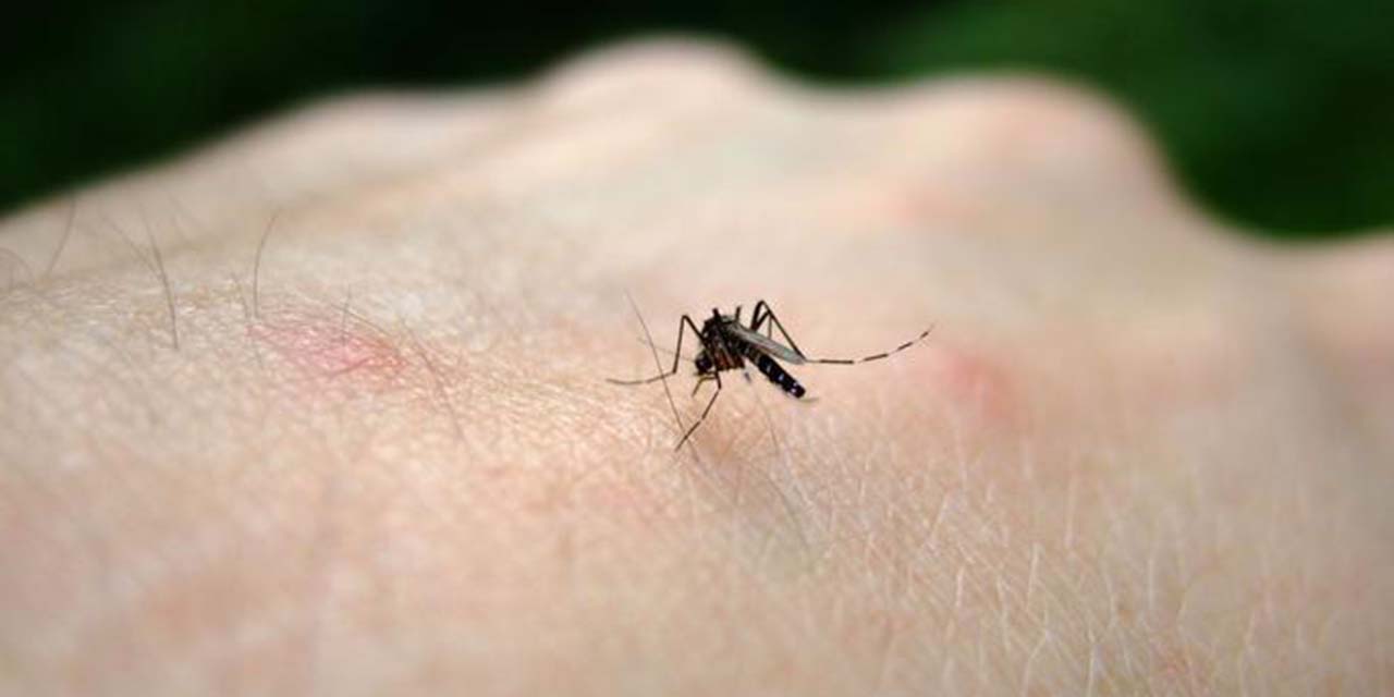 ¿Cómo ahuyentar mosquitos de tu hogar?  | El Imparcial de Oaxaca