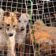 Protestan en Corea del Sur ante posible prohibición del consumo de carne de perro