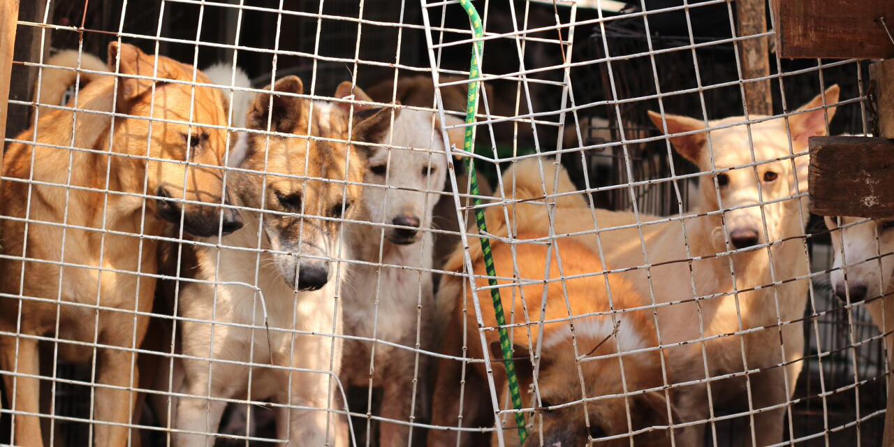 Protestan en Corea del Sur ante posible prohibición del consumo de carne de perro | El Imparcial de Oaxaca