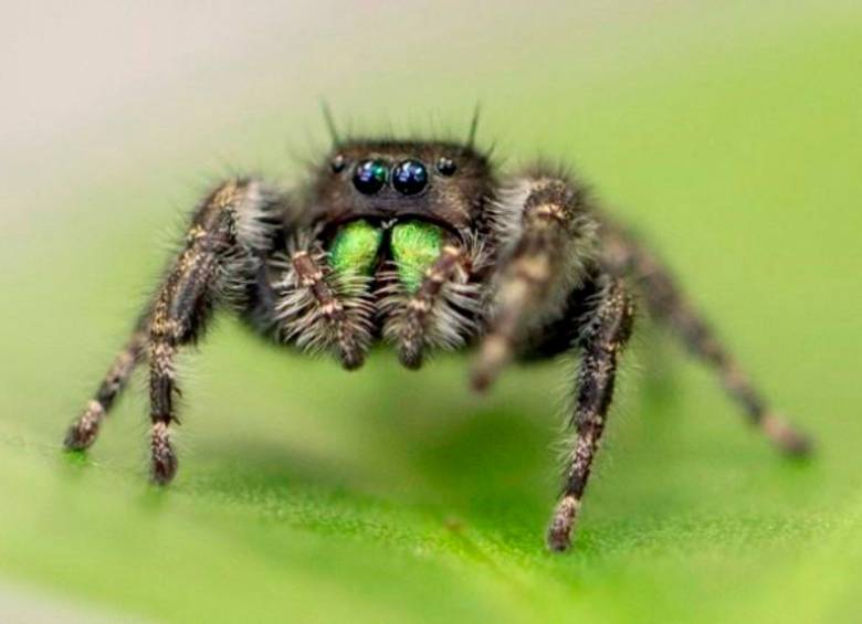Las arañas pierden la visión cuando mueren de hambre | El Imparcial de Oaxaca