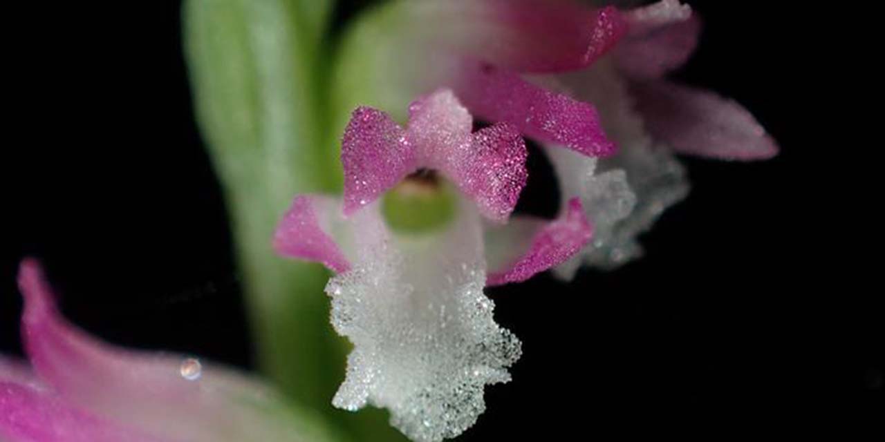 Descubren nueva especie de orquídea en Japón que parece un cristal | El Imparcial de Oaxaca