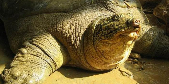 Muere la última hembra de tortuga gigante del Yangtsé | El Imparcial de Oaxaca