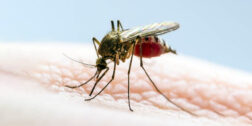 Foto: internet / Alertan por el mosquito transmisor del dengue.