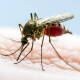 Notifica SSO primer deceso por dengue