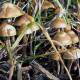Comenzará la temporada de hongos alucinantes en la región mazateca