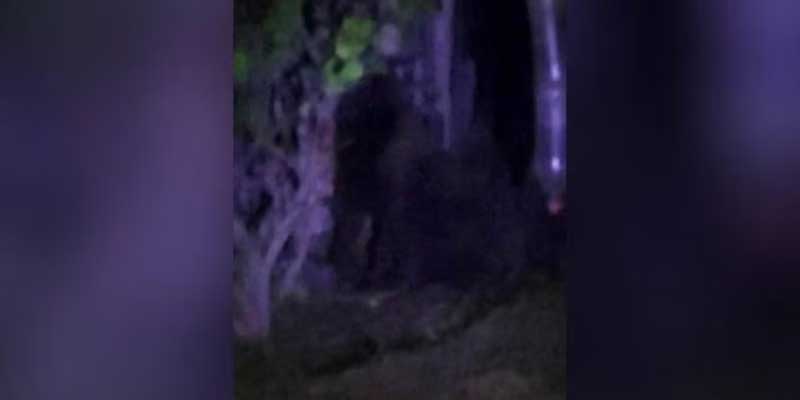 Autoridades de Hidalgo emiten alerta de búsqueda por presencia de un gorila | El Imparcial de Oaxaca