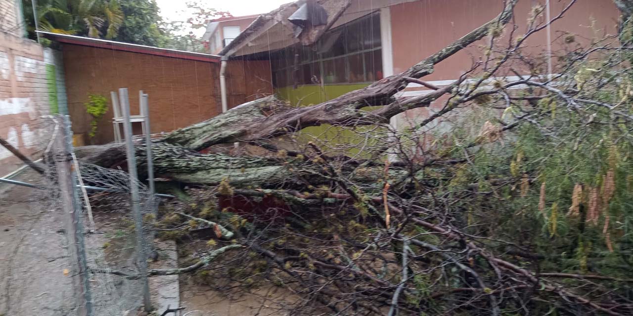 Lluvia provoca caída de árbol en primaria de Huajuapan | El Imparcial de Oaxaca