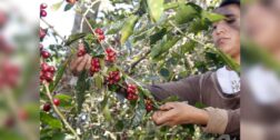 La cosecha de café ya concluyó este año en la región mazateca.