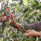 Concluye cosecha anual de café en Huautla