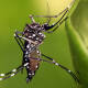 Notifican cuatro nuevos casos de dengue en una semana
