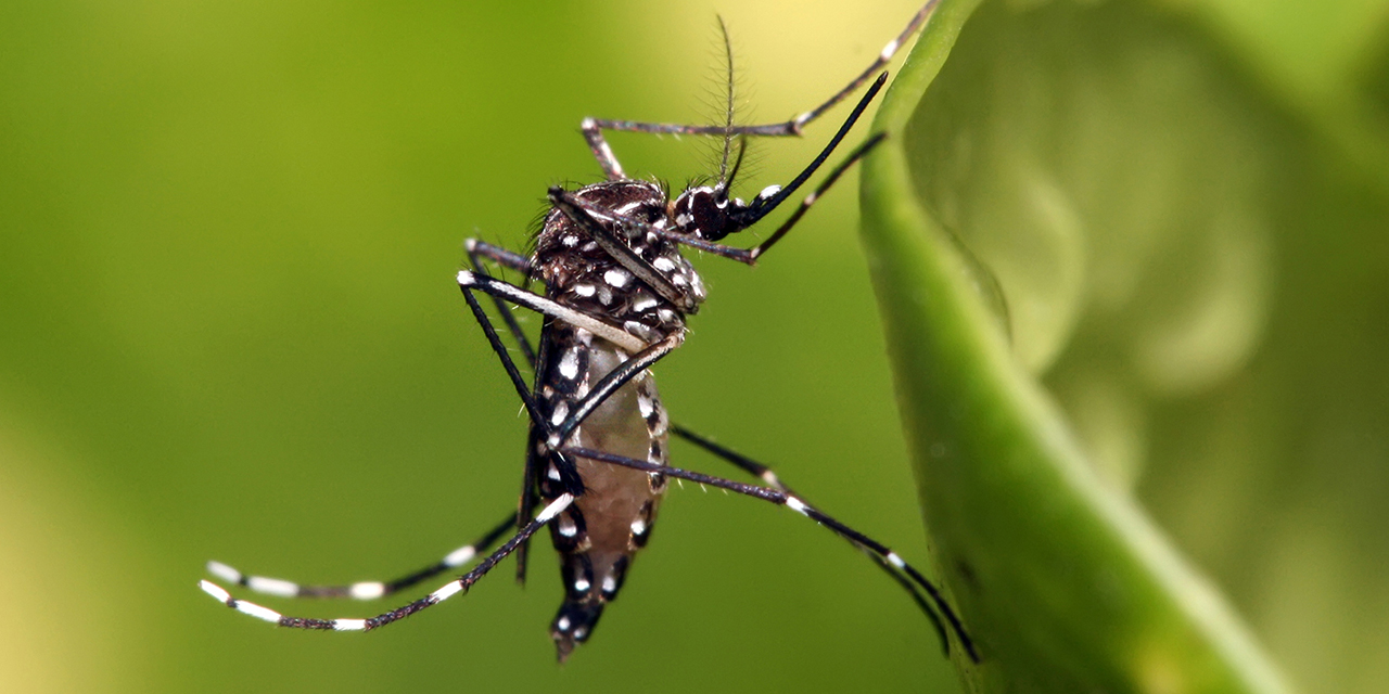 Foto: ilustrativa / Mosco transmisor del Dengue.