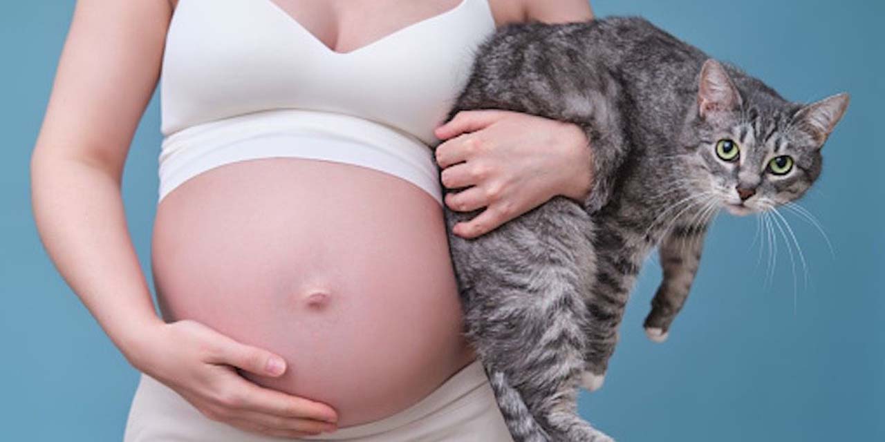 Foto: internet / La enfermedad de toxoplasmosis puede causar complicaciones graves en las mujeres embarazadas.