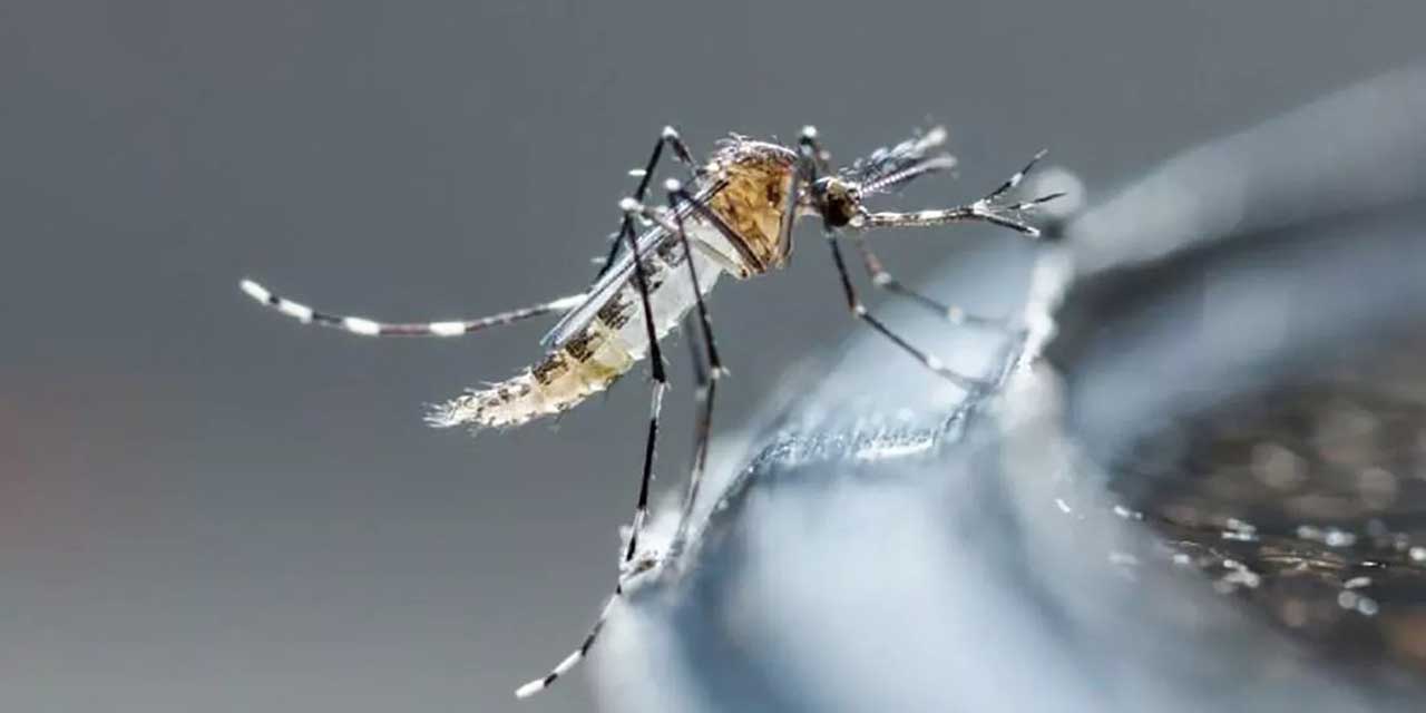 Foto: internet / Mosco transmisor del dengue.