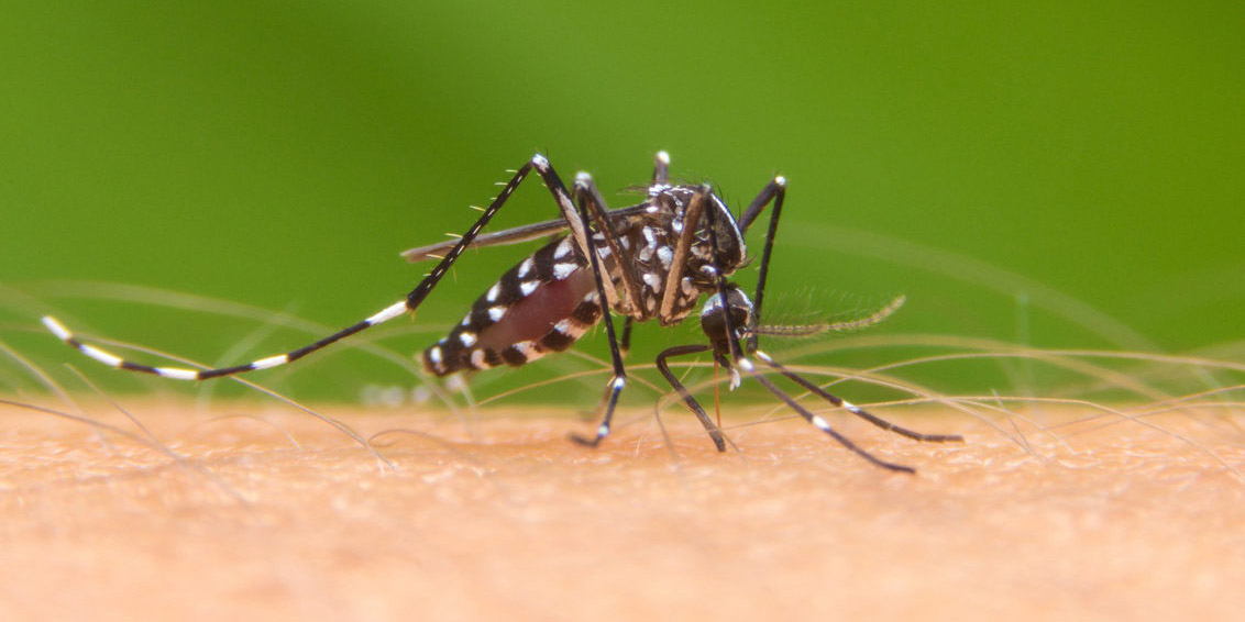 ¿Te molestan los mosquitos? Usa este truco científico para repelerlos