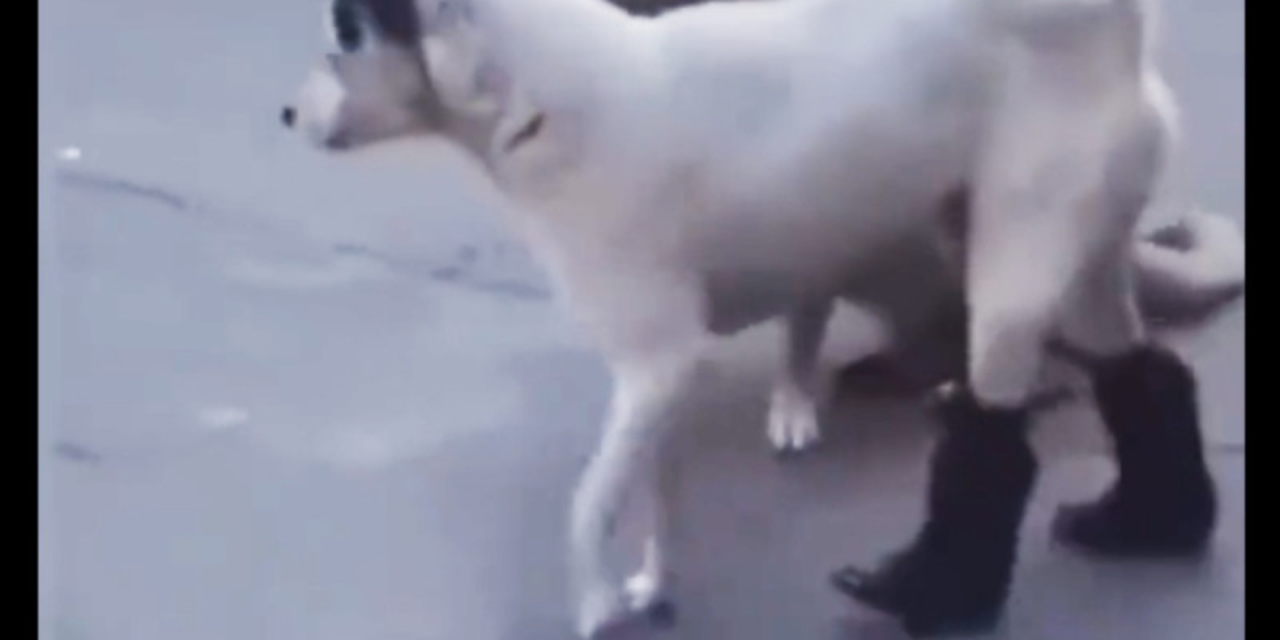 Perrito con botas se vuelve viral y enternece las redes sociales