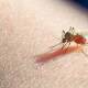 Confirman primer caso de paludismo en 2023