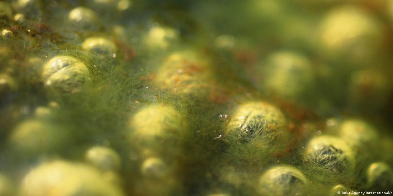 Descubren fósiles de un mundo perdido: Los primeros depredadores de la Tierra