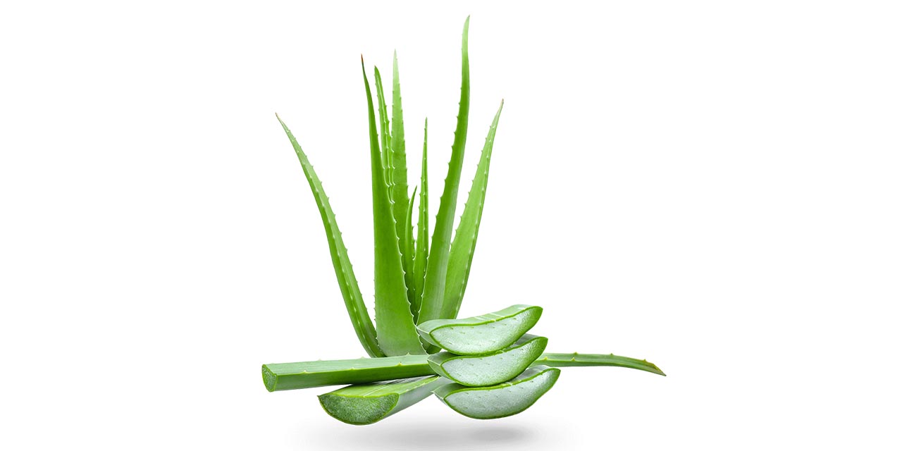 Aloe vera o Sábila, ideal para contrarrestar el calor en tu hogar