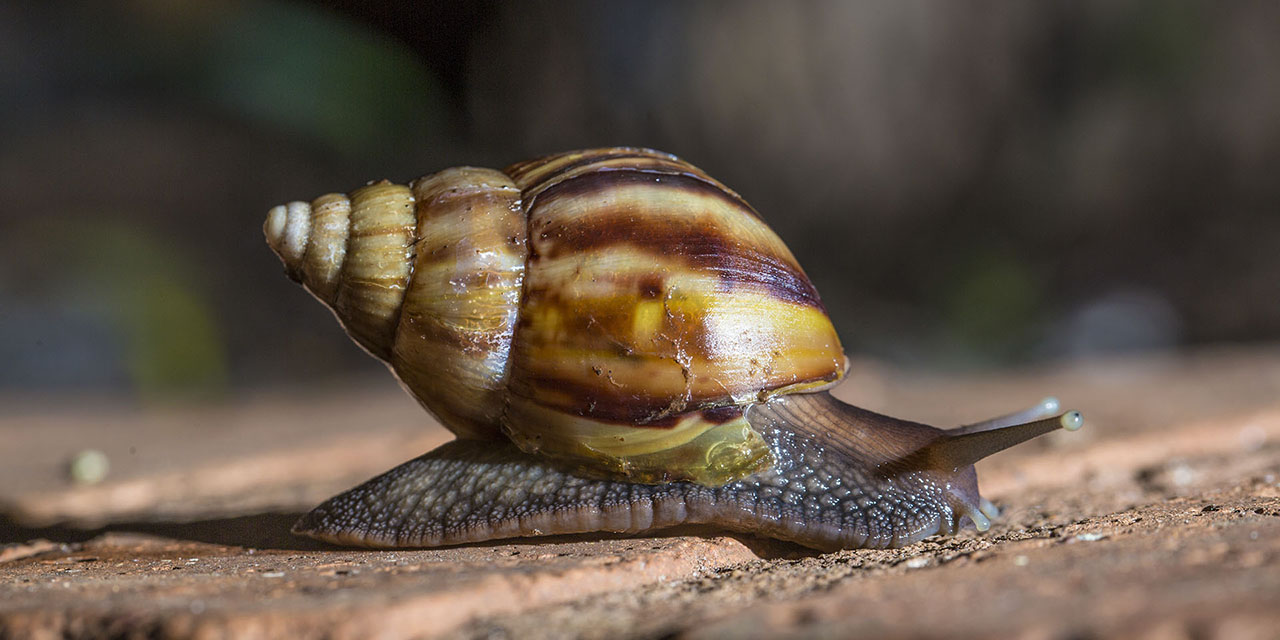 Un caracol gigante pone en  alerta a todo el estado de Florida