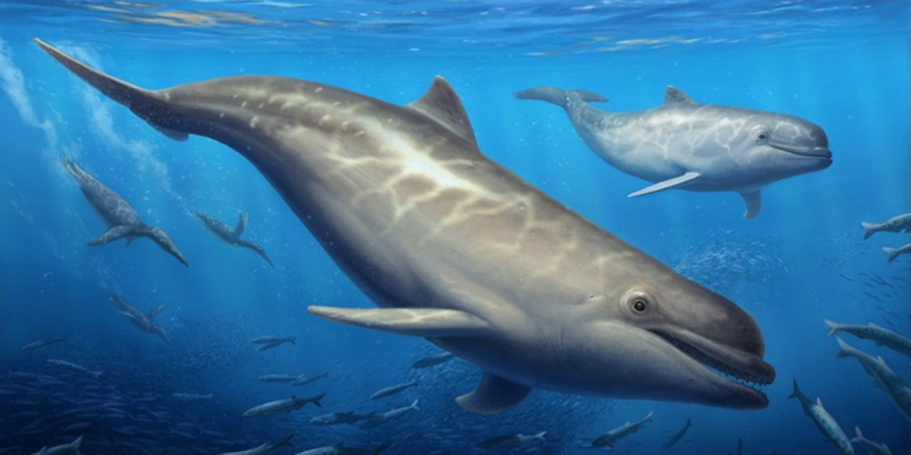 Estudio revela nueva especie   de ballena dentada primitiva