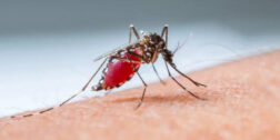 Foto: internet / En los Valles Centrales, reportan 35 casos de dengue.