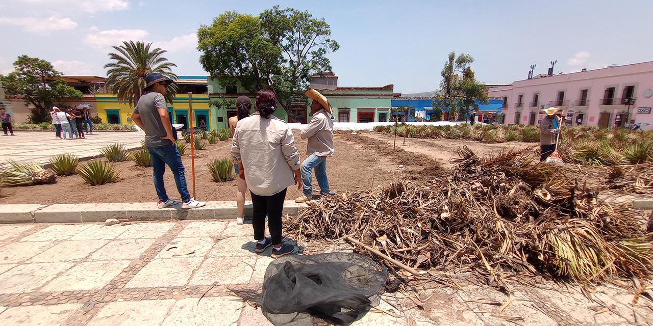 Foto: Lisbeth Mejía Reyes / Este miércoles, personal del Jardín Etnobotánico plantaba nuevas lechuguillas en las jardineras de Santo Domingo