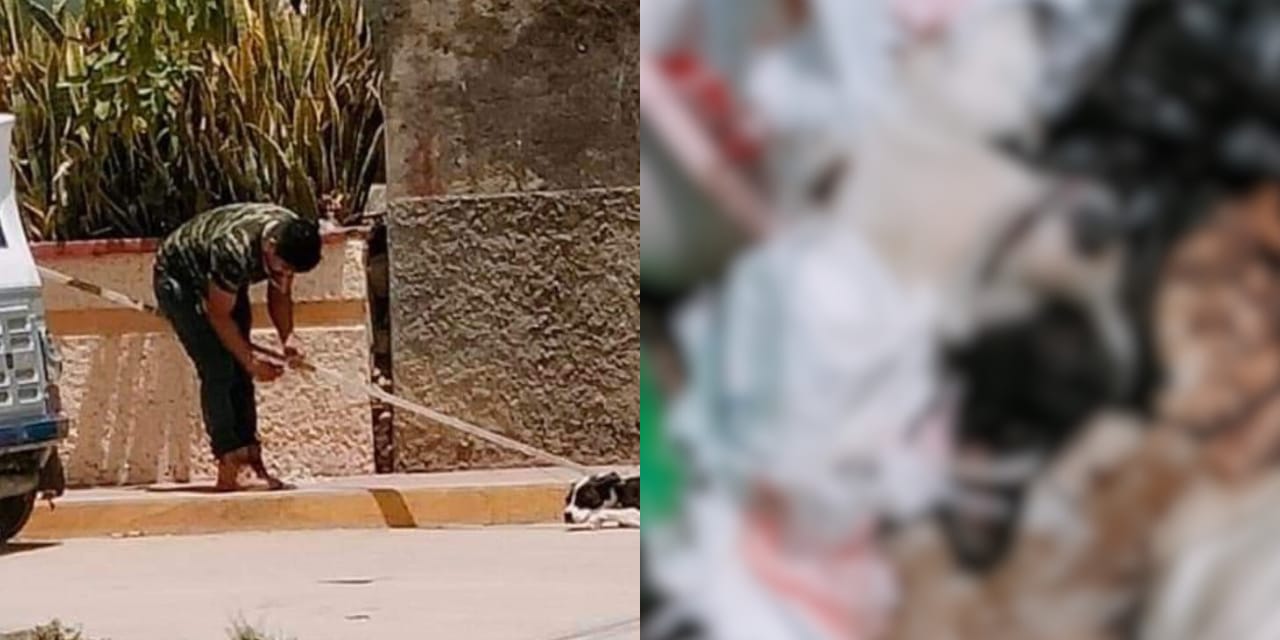 Exigen a FGE justicia por muerte de perrito en Ocotlán