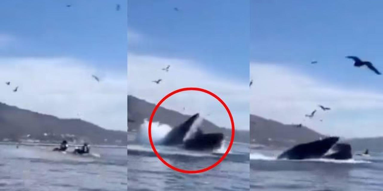 VIDEO: Ballena jorobada se traga a dos mujeres