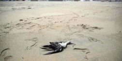La Universidad del Mar descartó que la muerte de aves esté ligada a la influenza aviar