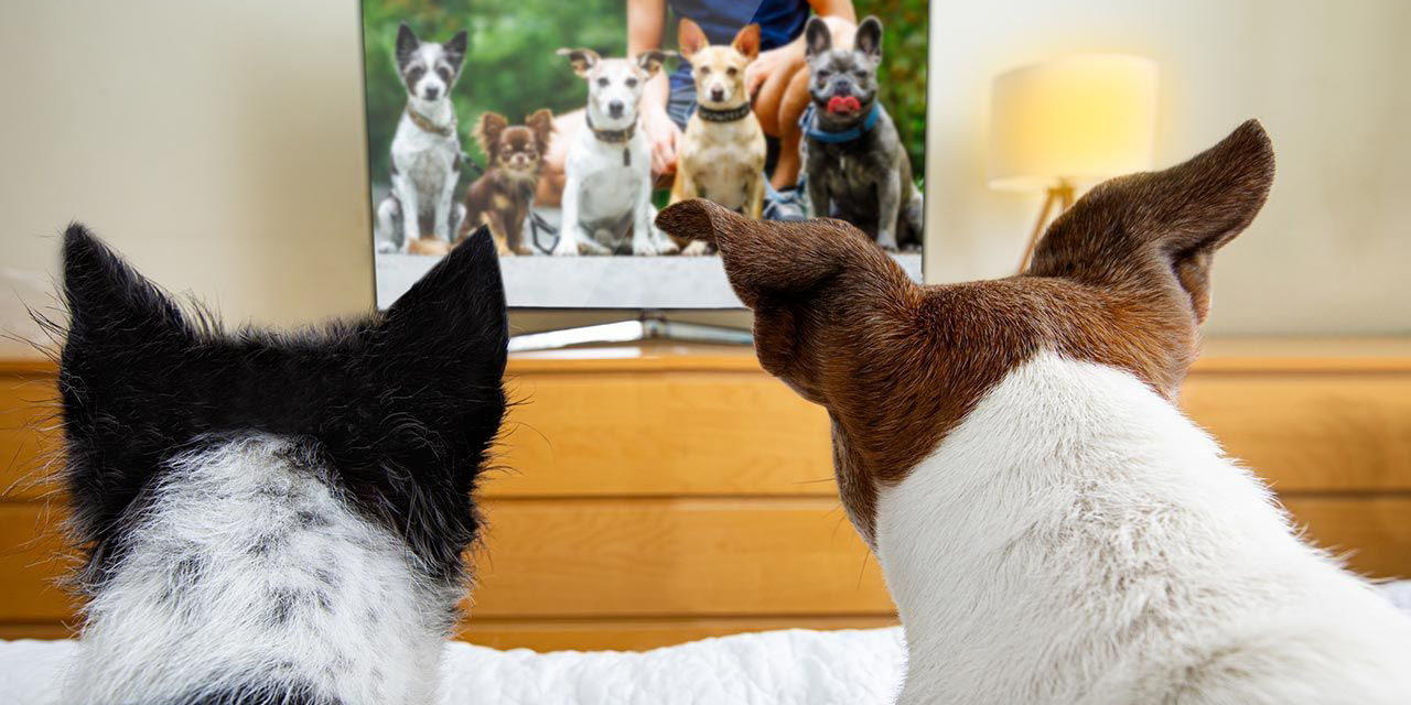 ¿A tu perro le gusta ver la tele? | El Imparcial de Oaxaca