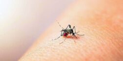 Foto: ilustrativa / Mosco transmisor del dengue.