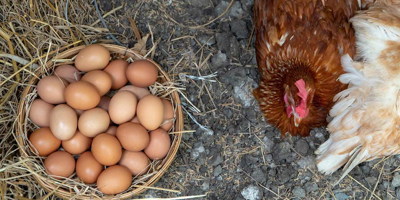 Científicos descifran el enigma sobre el huevo y la gallina