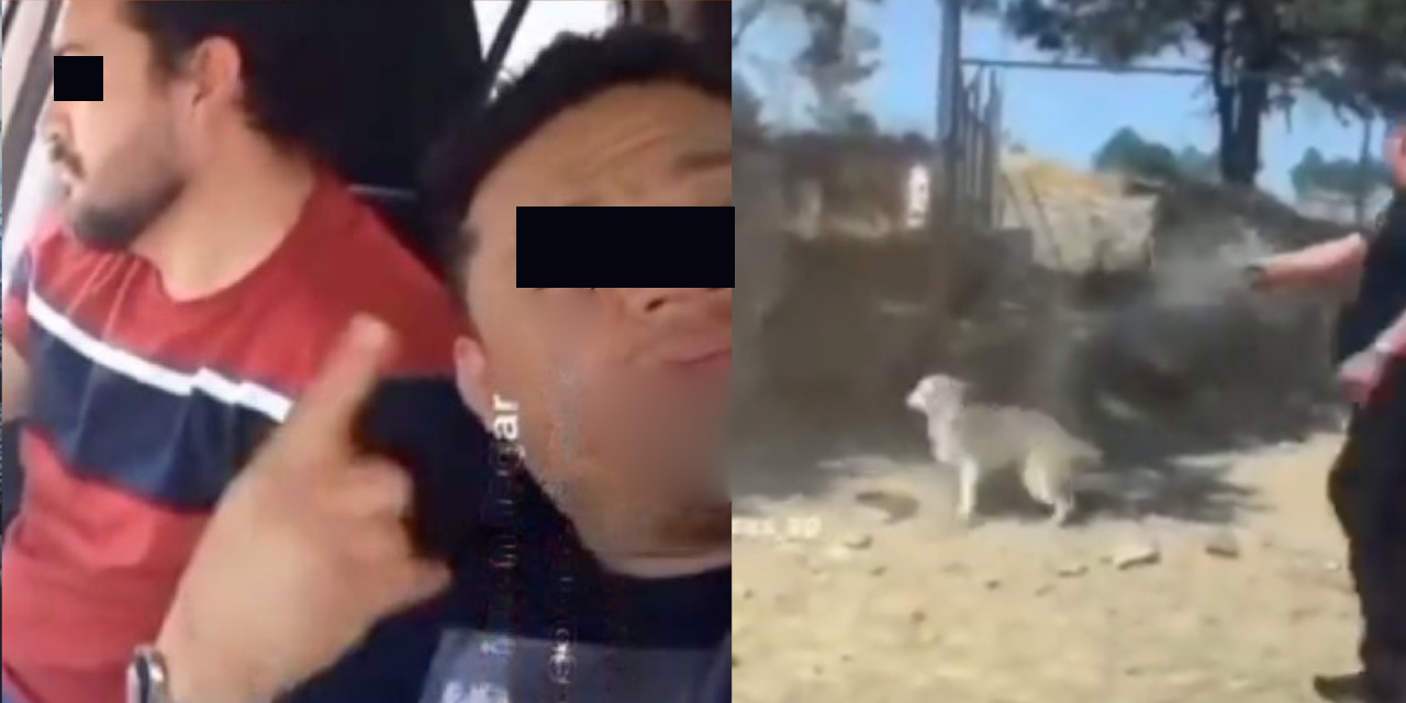 (VIDEO) Mata a tiros a perrito callejero hermano de político | El Imparcial de Oaxaca