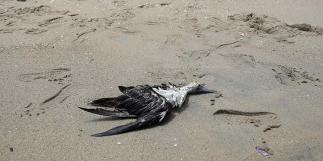 Alertan por muerte masiva de aves en playas de Oaxaca