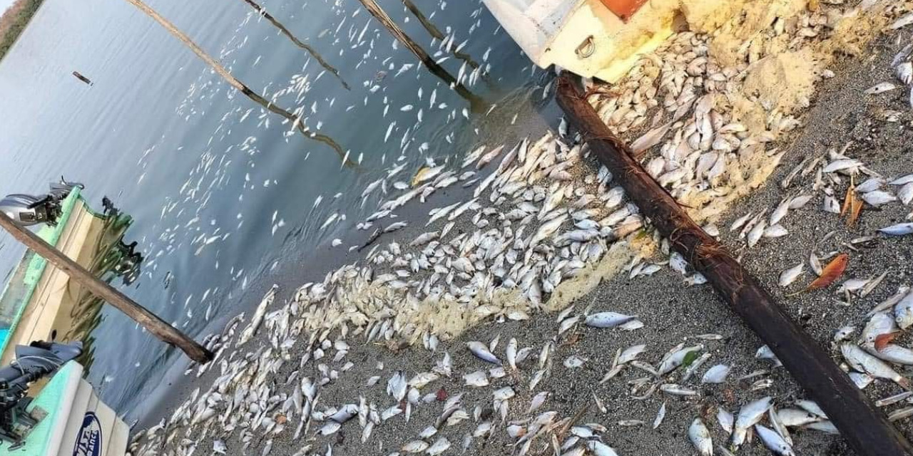 Mueren miles de peces en laguna Zapotalito de Cerro Hermoso | El Imparcial de Oaxaca